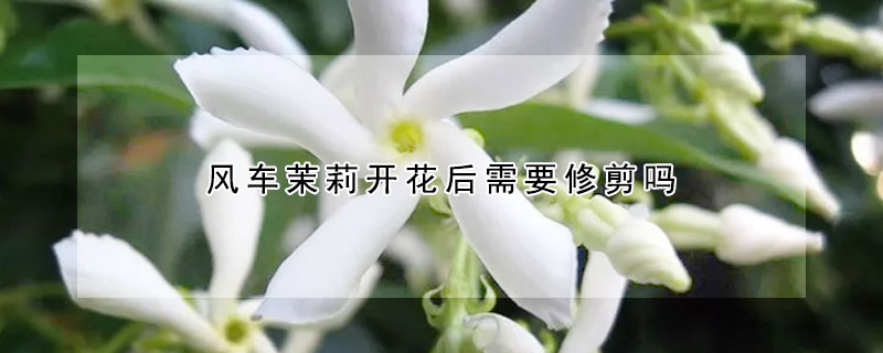风车茉莉开花后需要修剪吗