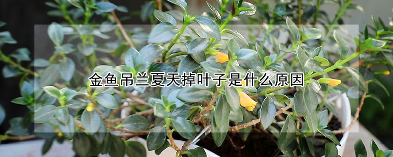金鱼吊兰夏天掉叶子是什么原因