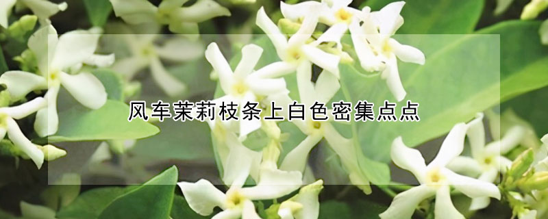 风车茉莉枝条上白色密集点点