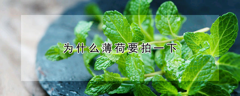 为什么薄荷要拍一下
