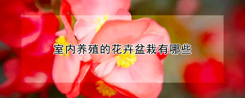 室内养殖的花卉盆栽有哪些