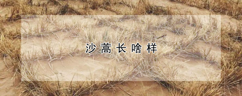 沙蒿长啥样