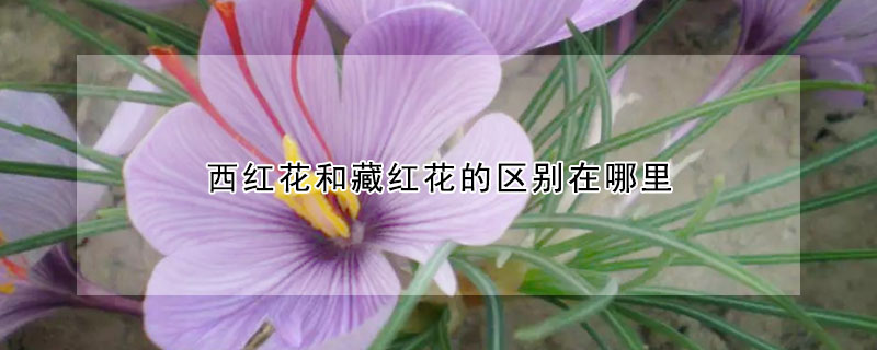 西红花和藏红花的区别在哪里