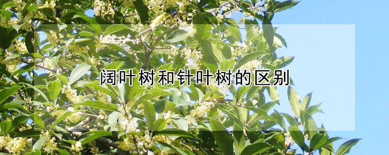 阔叶树和针叶树的区别