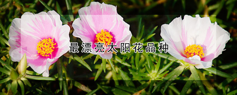 最漂亮太阳花品种