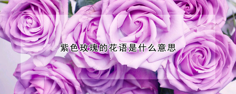 紫色玫瑰的花语是什么意思