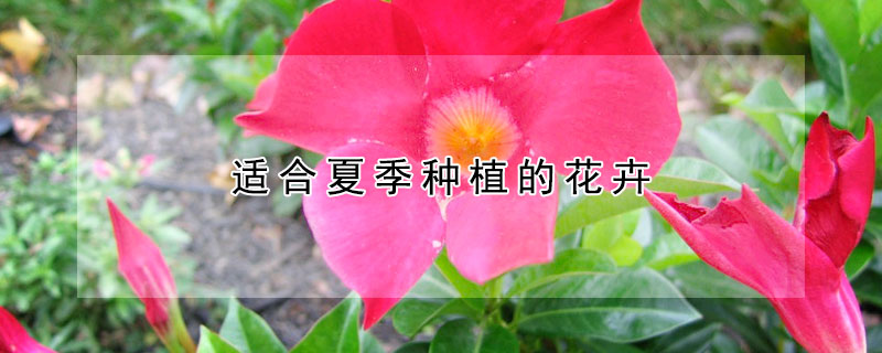 适合夏季种植的花卉