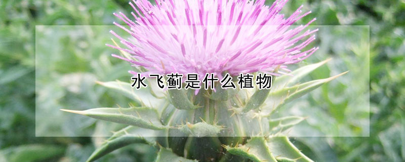 水飞蓟是什么植物