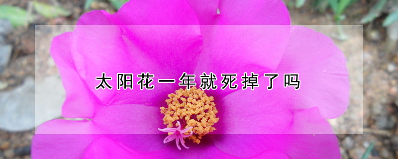 太阳花一年就死掉了吗