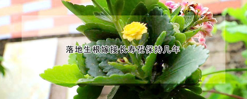 落地生根嫁接长寿花保持几年