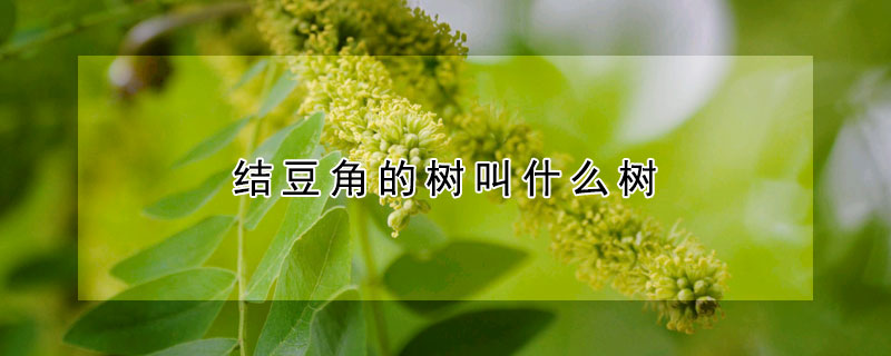 结豆角的树叫什么树