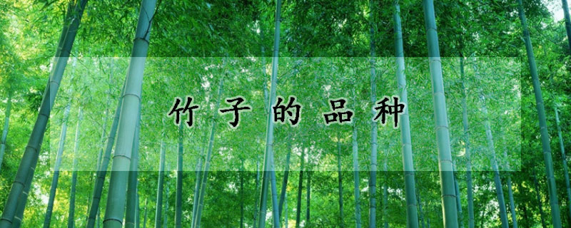 竹子的品种