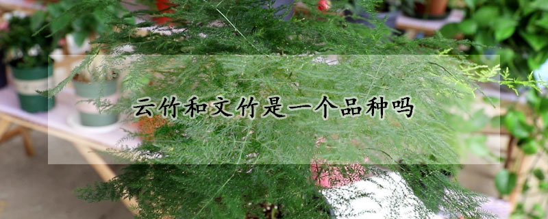 云竹和文竹是一个品种吗