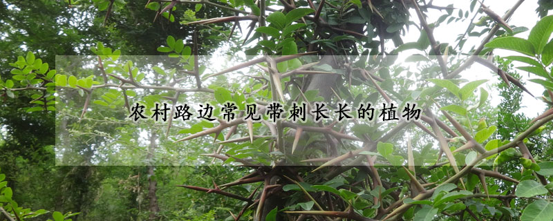 农村路边常见带刺长长的植物
