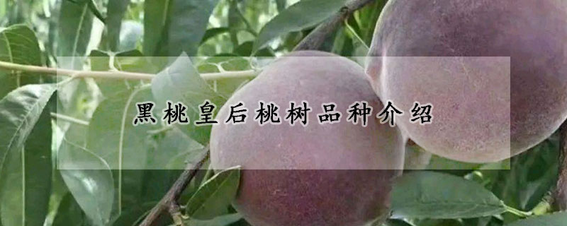 黑桃皇后桃树品种介绍