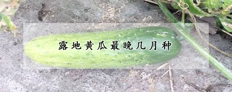 露地黄瓜最晚几月种