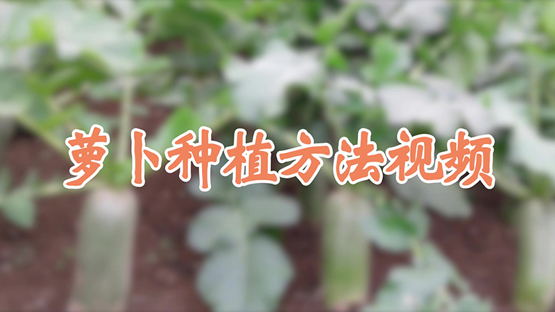 萝卜种植方法视频