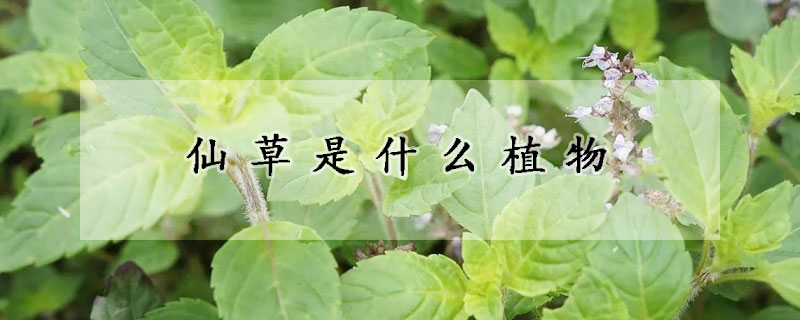 仙草是什么植物