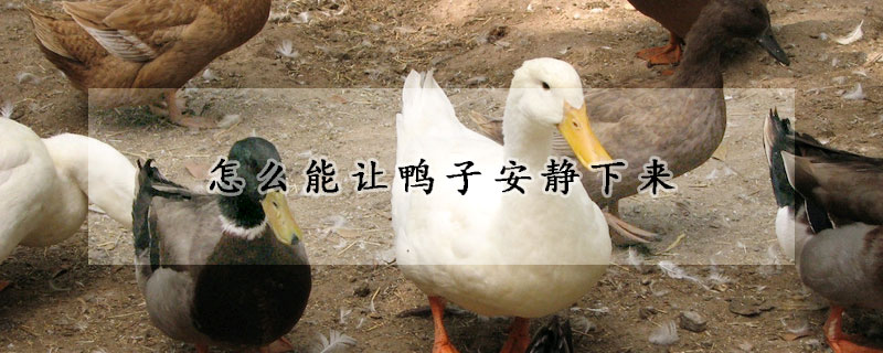 怎么能让鸭子安静下来