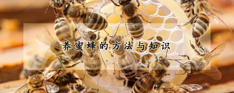 养蜜蜂的方法与知识