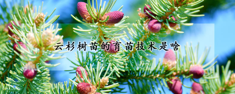 云杉树苗的育苗技术是啥