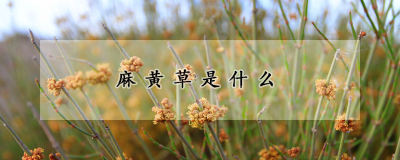 麻黄草是什么