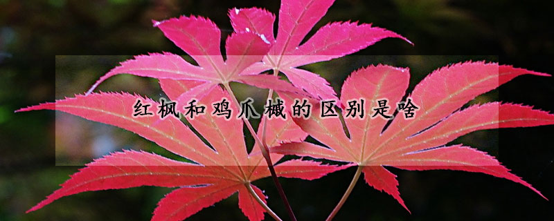 红枫和鸡爪槭的区别是啥