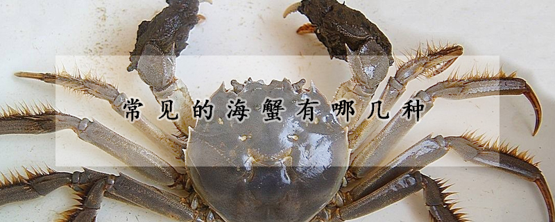 常见的海蟹有哪几种