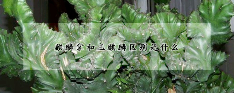 麒麟掌和玉麒麟区别是什么