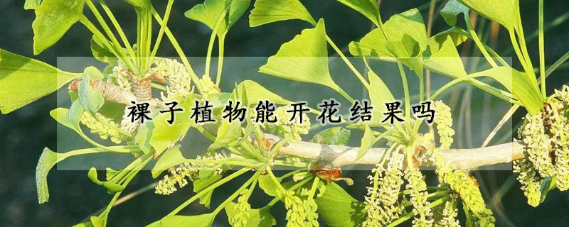 裸子植物能开花结果吗