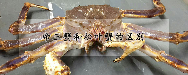 帝王蟹和松叶蟹的区别