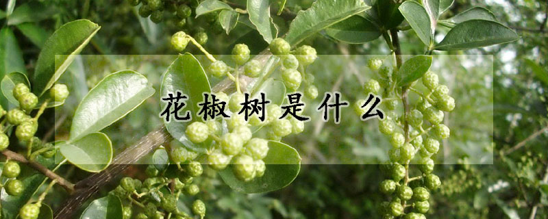 花椒树是什么