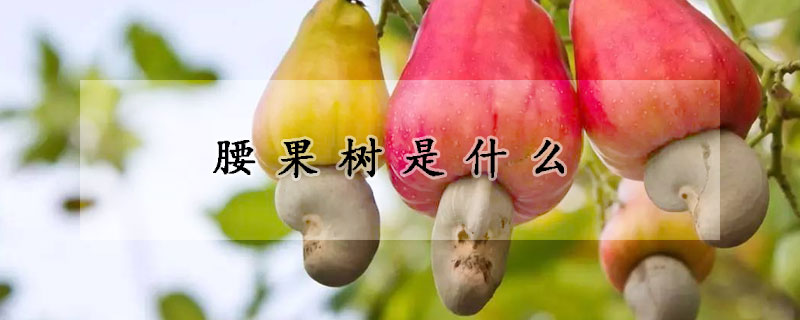 腰果树是什么