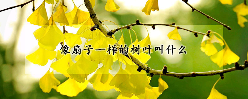 像扇子一样的树叶叫什么
