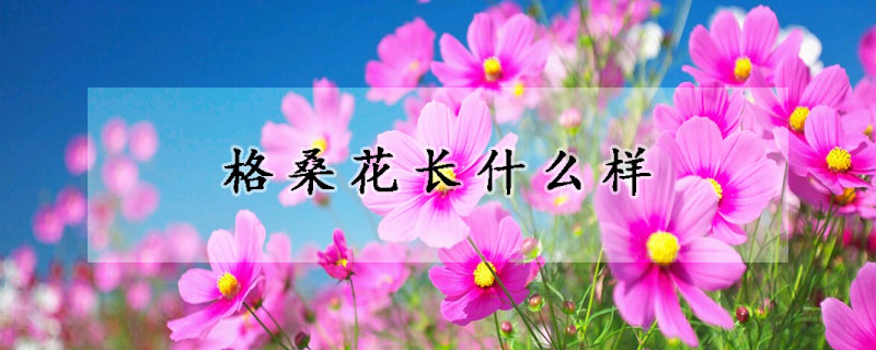 格桑花长什么样