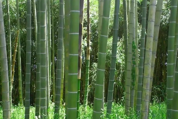 竹子的种类和名称大全 常见的竹子种类介绍