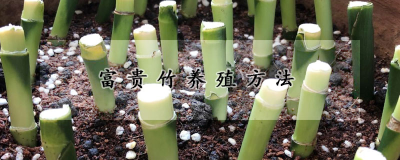 富贵竹养殖方法