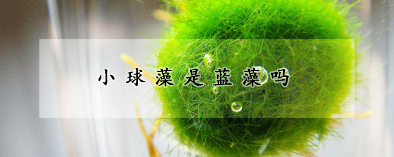 小球藻是蓝藻吗