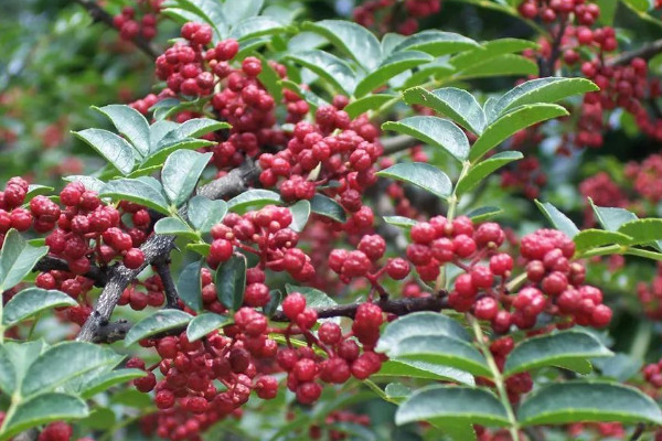 花椒树不吉利 花椒树的风水禁忌