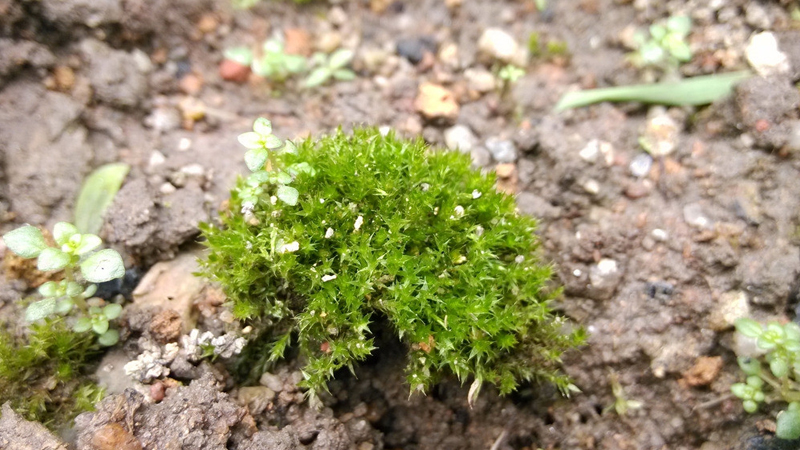 苔藓长什么样子