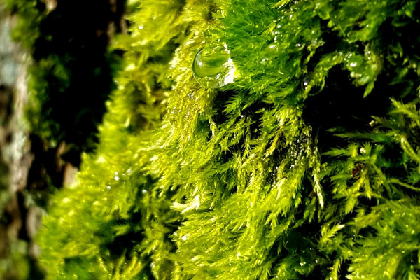 苔藓长什么样子