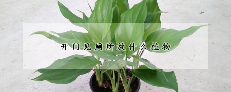 开门见厕所放什么植物