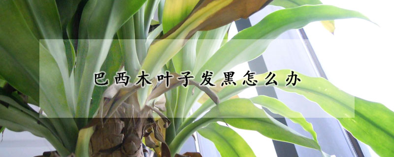 巴西木叶子发黑怎么办