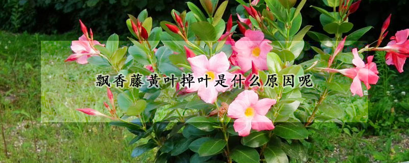 飘香藤黄叶掉叶是什么原因呢