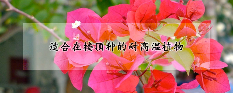 适合在楼顶种的耐高温植物