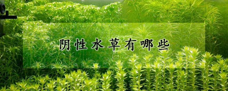 阴性水草有哪些