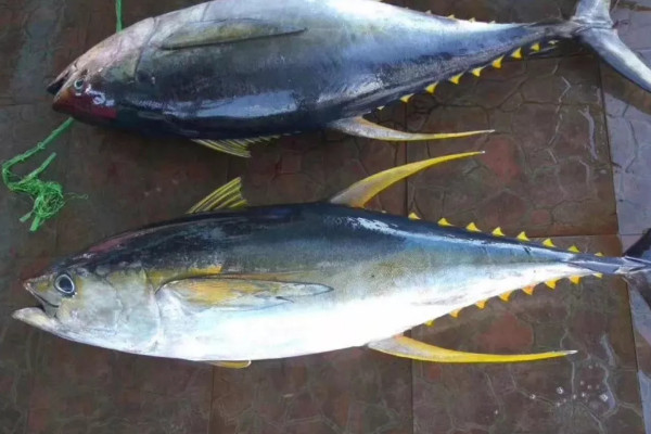 金枪鱼多少钱一斤 金枪鱼价格200-600元/斤