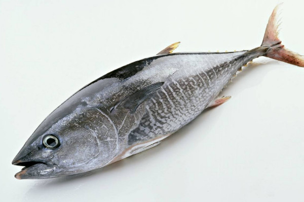 金枪鱼多少钱一斤 金枪鱼价格200-600元/斤