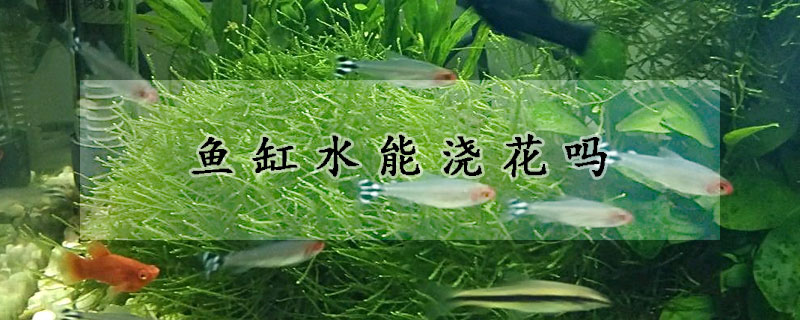 鱼缸水能浇花吗