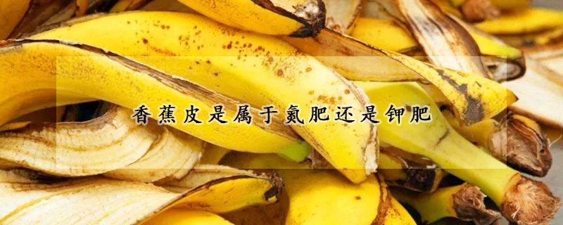 香蕉皮是属于氮肥还是钾肥